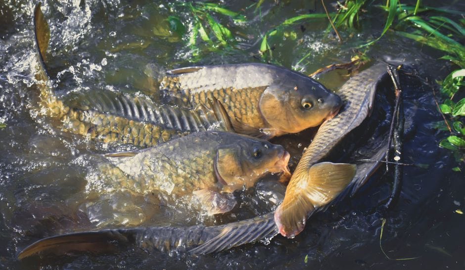 Smažený kapr: trojobal a správná teplota oleje