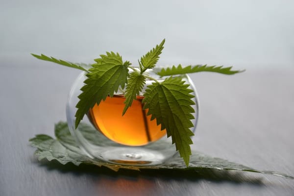 Kopřivová polévka: jarní detox z mezí